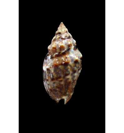 cumingii 31,0mm SUPERB