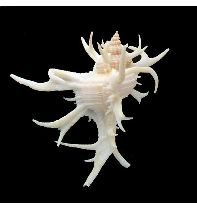 cervicronis 51,0mm SUPERB