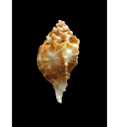 santarosana 34,5mm SUPERB