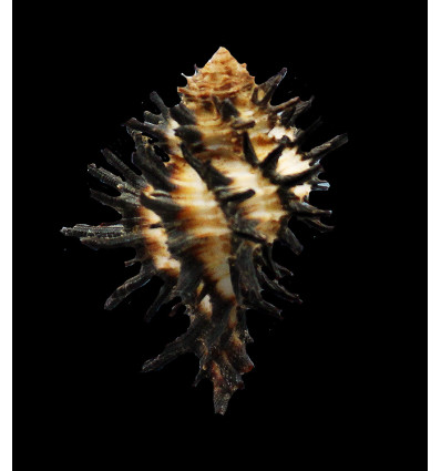 melanomathos chinii 48,0mm