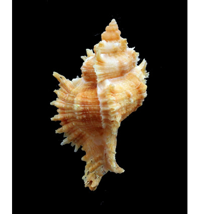 territus 55,07mm RARE