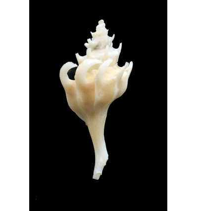 fraseri 45,0mm SPLENDID