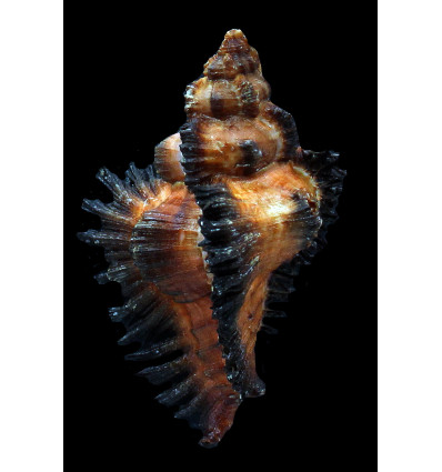 monicae 75,0mm GIANT DARK