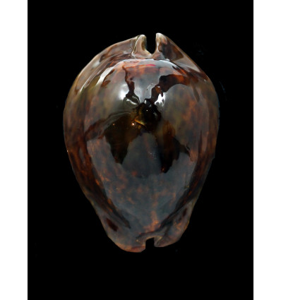 stercoraria 84,00mm RUSTY