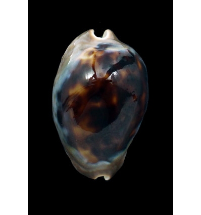 venusta episema sorrentensis 53,0mm