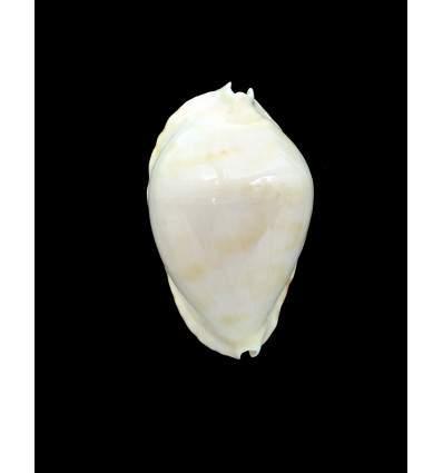 marginata nimbosa 61,0mm