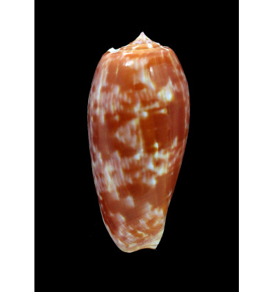 bullatus pongo 62,0mm