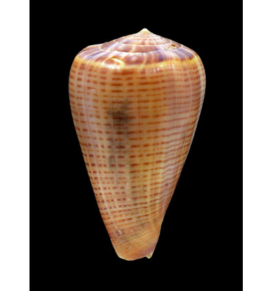 deprehedens 79,0mm RARE