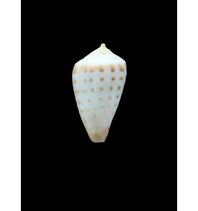 nahoonensis  28,0mm RARE