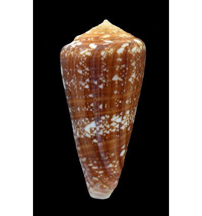 immelmani 77,0mm RARE