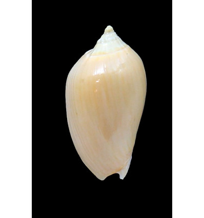 zebra 48,0mm GOLDEN FORM