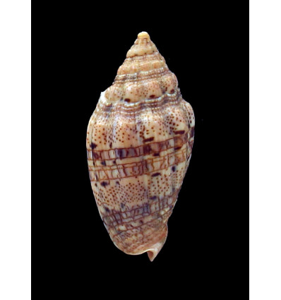 polypleura dermacoi 50,6mm