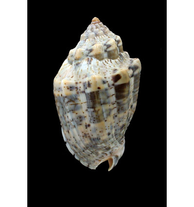 musica 70,0mm SUPERB