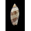 damonii reticulata 73,0mm