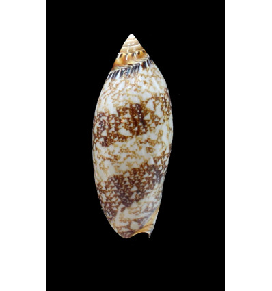 damonii reticulata 73,0mm