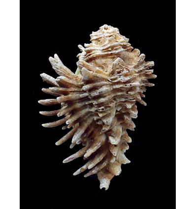 oxyacantha 60,7mm BIG