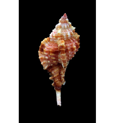 consuelae 65,0mm SUPERB