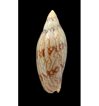 damonii ludbrookae 66,0mm