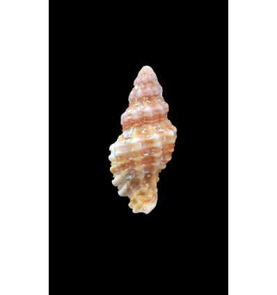 corallinus 26,7mm WRS