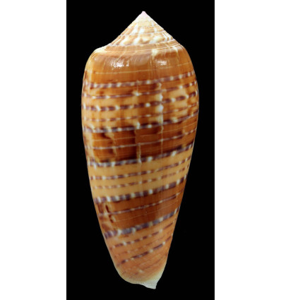 dusaveli 81,4mm SUPERB