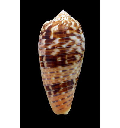 dusaveli 75,0mm DARK