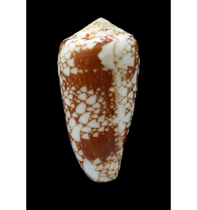 marmoricolor 60,2mm BIG