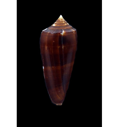 neptunus colorvariegatus 58,4mm