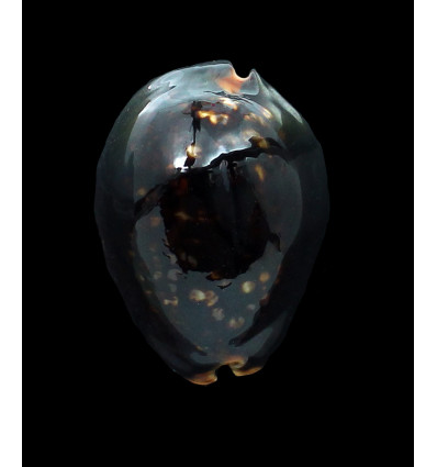 mauritiana 59,0mm DARK