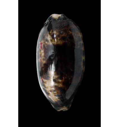 testudinara 124,0mm DARK SUPERB