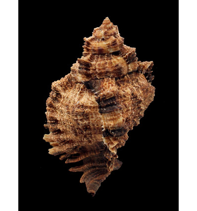 pomum 123,0mm GIANT DARK