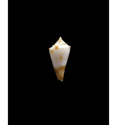 boucheti 16,4mm LIVE