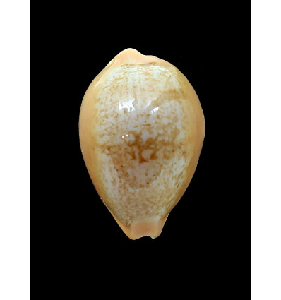 langfordi popperorum 53,5mm