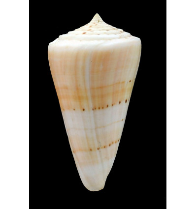 monile 91,2mm MONSTER