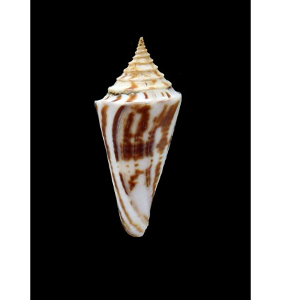 janowskyae 49,0mm BIG