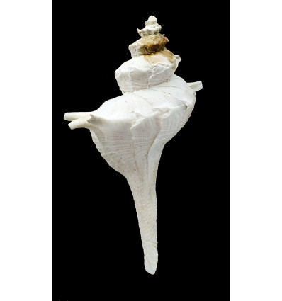 acanthodes 107,25mm RARITY