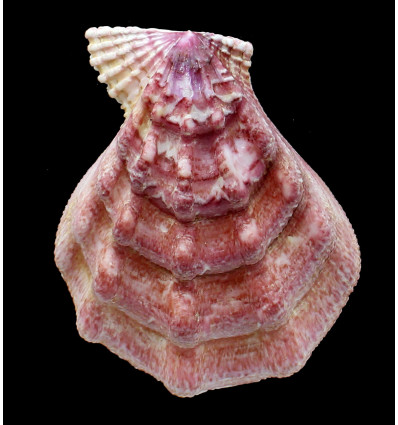 swiftii 99,0mm JAPAN