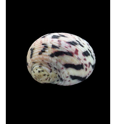 versicolor 29,0mm SUPERB