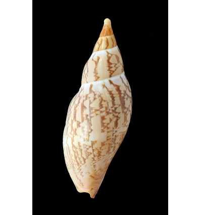 sowerbyi 165,0mm SUPERB