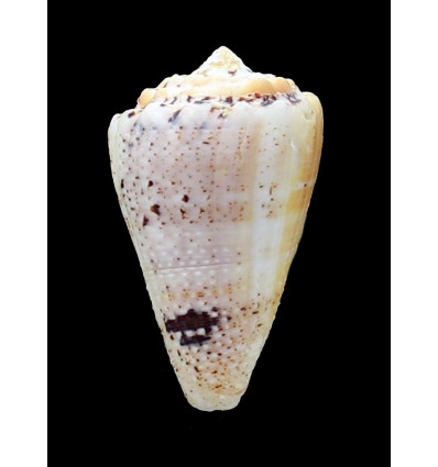 regius citrinus 58,0mm