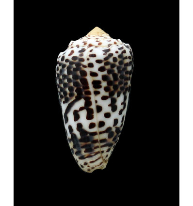 pulicarius fustigatus 47,5mm