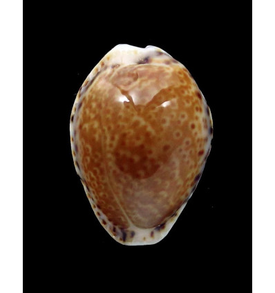 acicularis 20,4mm DARK