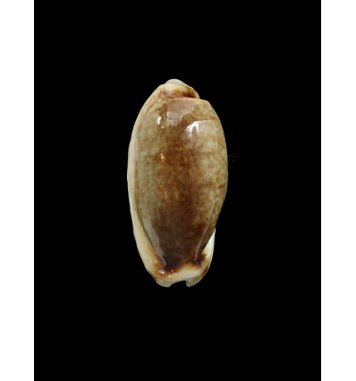 cylindrica 32,5mm NR