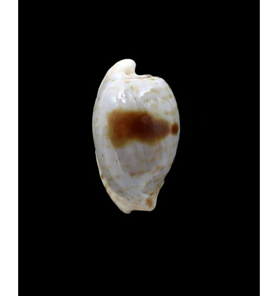 alfredensis 24,0mm