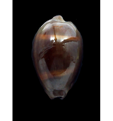 adusta persica dilatata 47,0mm BIG