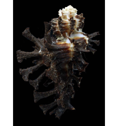 scorpio 53,5mm SUPERB