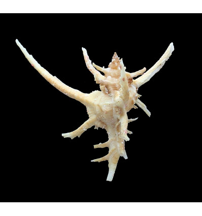 axicornis 72,0mm SUPERB