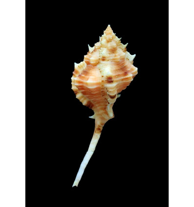 cailleti 60,2mm RARE COLOR