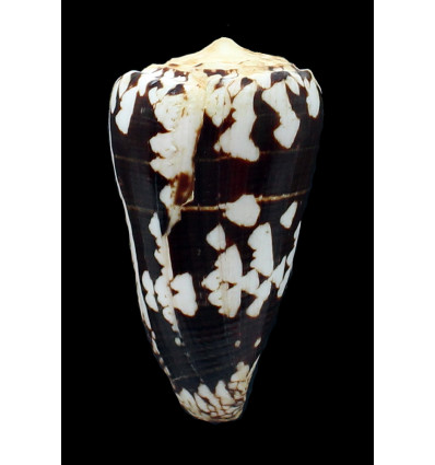 nocturnus  76,0mm BIG