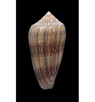 cholmondeleyi 59,2mm