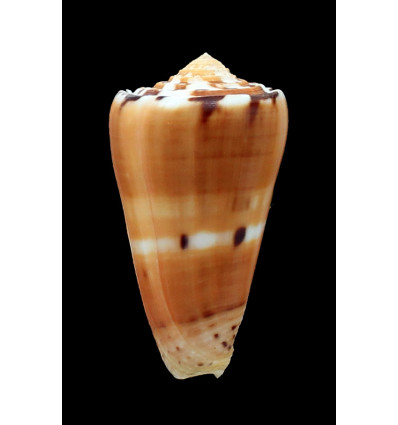 barthelemyi 64,5mm MAURITIUS